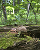 deer mushroom (Pluteus granularis)