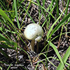 Eastern North American Destroying Angel