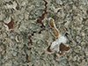 Eastern Speckled Shield Lichen