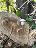 Elm Oyster