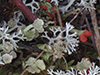 Felt Horn Lichen (Cladonia phyllophora)