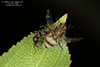 fly death fungus (Entomophthora muscae) on root-maggot fly (Family Anthomyiidae)