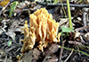 Golden Coral Fungus