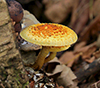 Golden Pholiota