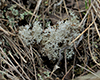 ant (Formica sp.) on Gray Reindeer Lichen