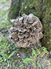 Hen of the Woods