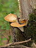 Hexagonal-pored Polypore