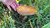 King Bolete
