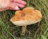 King Bolete