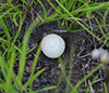 Lead-grey Puffball