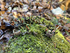 Many-fruited Pelt Lichen
