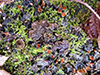 Membranous Pelt Lichen