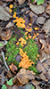 Pinewood Gingertail