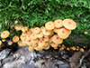 Pinewood Gingertail