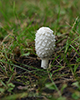 Shaggy Mane