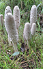 Shaggy Mane