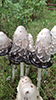 Shaggy Mane