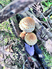 Sharp-scaly Pholiota