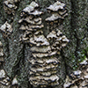 Smoky Polypore