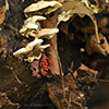 Smoky Polypore