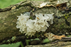 Snow Fungus