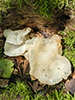 Snow Fungus