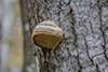 Tinder Polypore Tinder Polypore