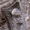 Tinder Polypore Tinder Polypore