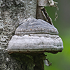 Tinder Polypore