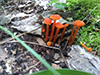 Vermilion Waxcap