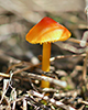 Witch’s Hat