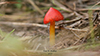 Witch’s Hat