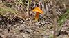 Witch’s Hat