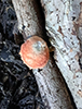 Wrinkled Peach