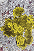 Yellow Cobblestone Lichen