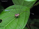 Aldrich’s harvestman