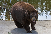 American black bear
