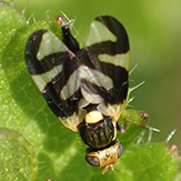Canada thistle stem gall fly