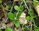 Howell’s pussytoes (ssp. neodioica)