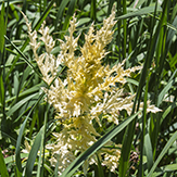 Pseudomonas syringae pv. tagetis (Pst)