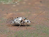 common barklouse (Metylophorus purus)