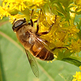 common drone fly