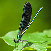 ebony jewelwing