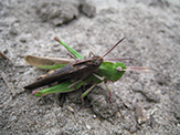 green-striped grasshopper