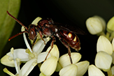 nomad bee (Nomada sp.)