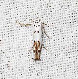 red-streaked mompha moth