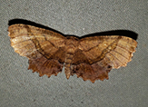 Pearl shield moth w raised spots - Bibarrambla allenella 