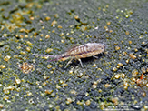 slender springtail (Homidia socia)