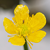 yellow water-crowfoot