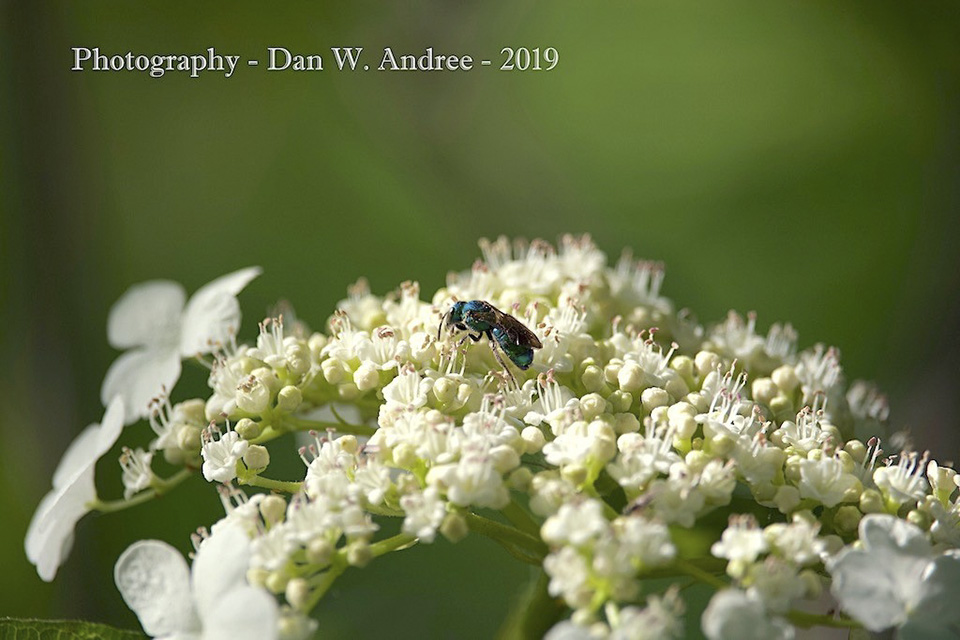 Minnesota Seasons - metallic bluish-green cuckoo wasp